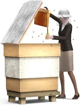 Imker – Honig ernten